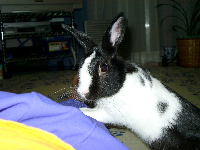 img0000.jpg