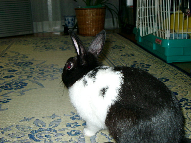 img0001.jpg