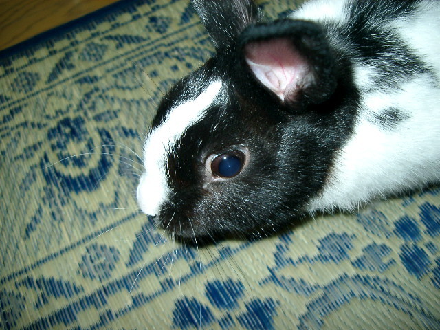 img0005.jpg