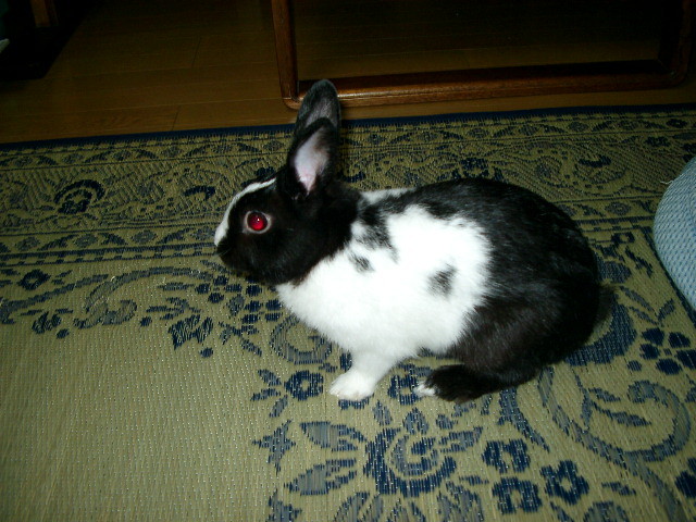 img0006.jpg