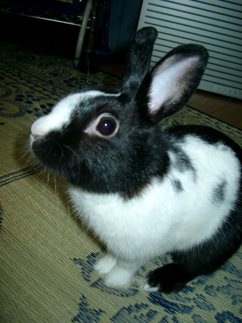 img0010.jpg