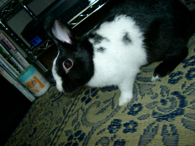 img0012.jpg
