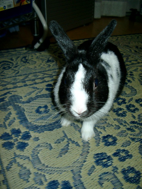 img0013.jpg