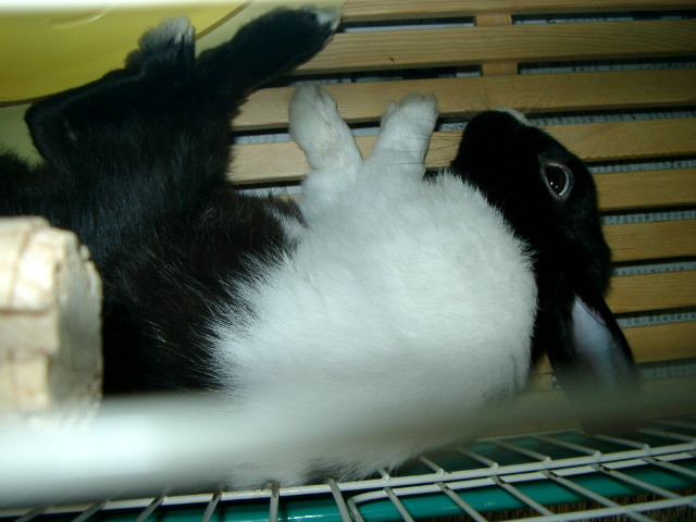 img0006.jpg