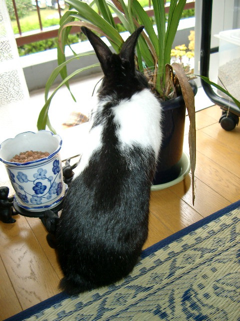 img0010.jpg