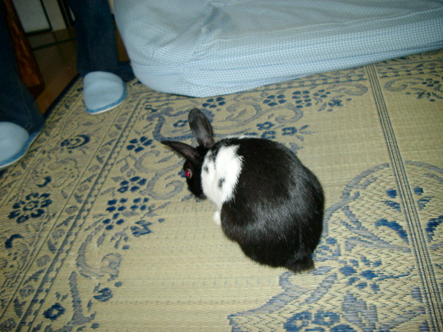 img0011.jpg