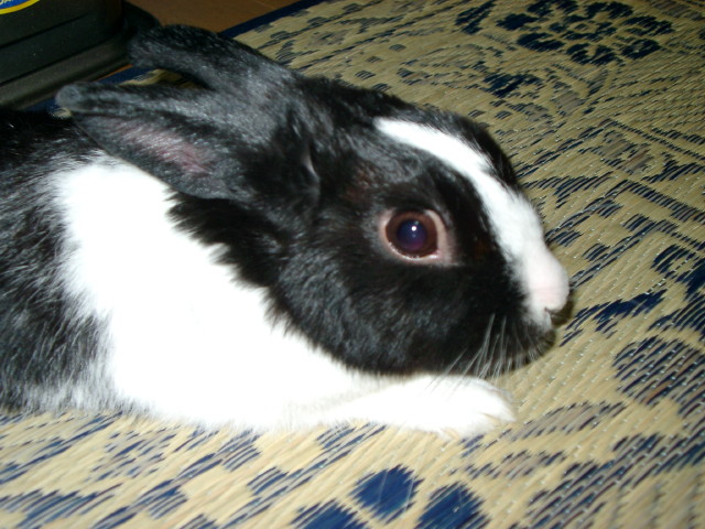 img0006.jpg
